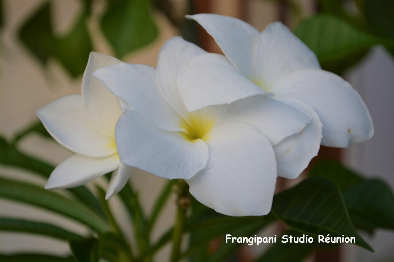 Frangipani Studio Réunion Apartamento La Saline-Les-Bains Exterior foto